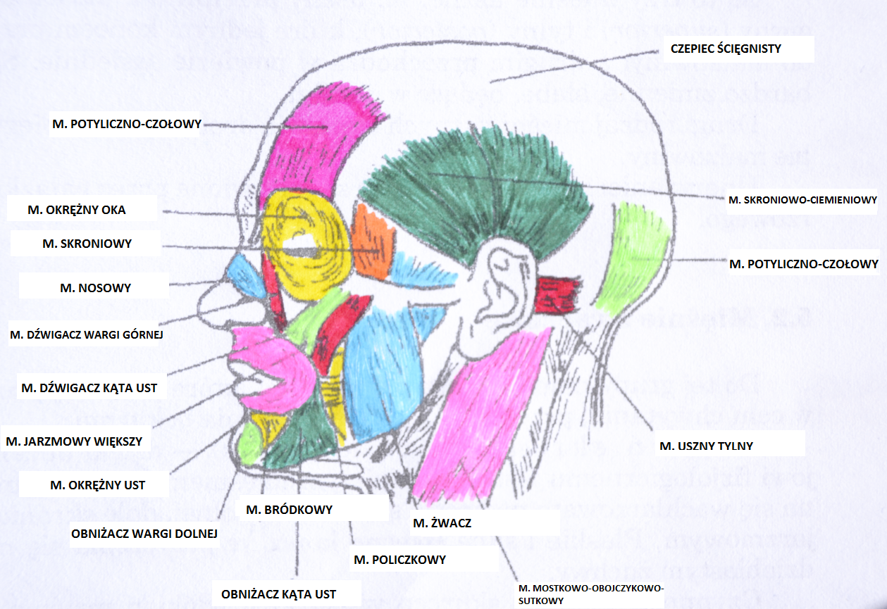 Mięśnie Głowy