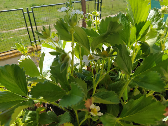 Fresones (Fragaria x ananassa).