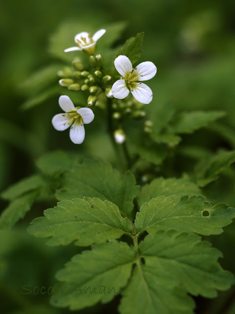 Cardamine appendiculata