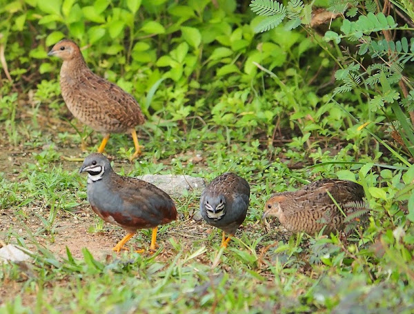 caring for quail, how to care for quail, caring quails, quail caring, best steps for caring quail, quail caring guide, quail caring tips