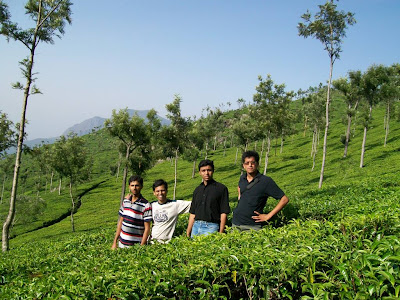 Tea Estates, Dolphin's nose