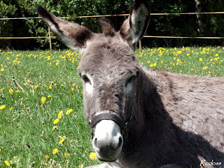 Donkey Wallpapers