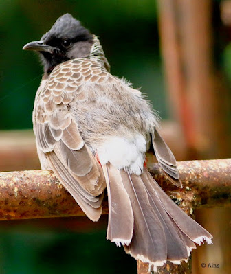 "Red-vented Bulbul, perched on a pipe."