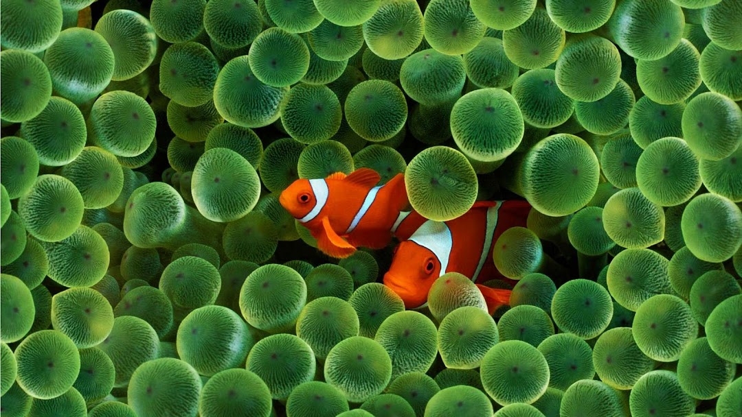 Fish hd wallpaper 2