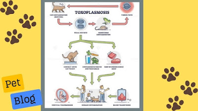 5 حقائق مهمة ومفيدة عن مرض البنات والقطط Toxoplasmosis