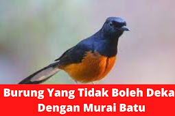 Burung Yang Tidak Boleh Dekat Dengan Murai Batu