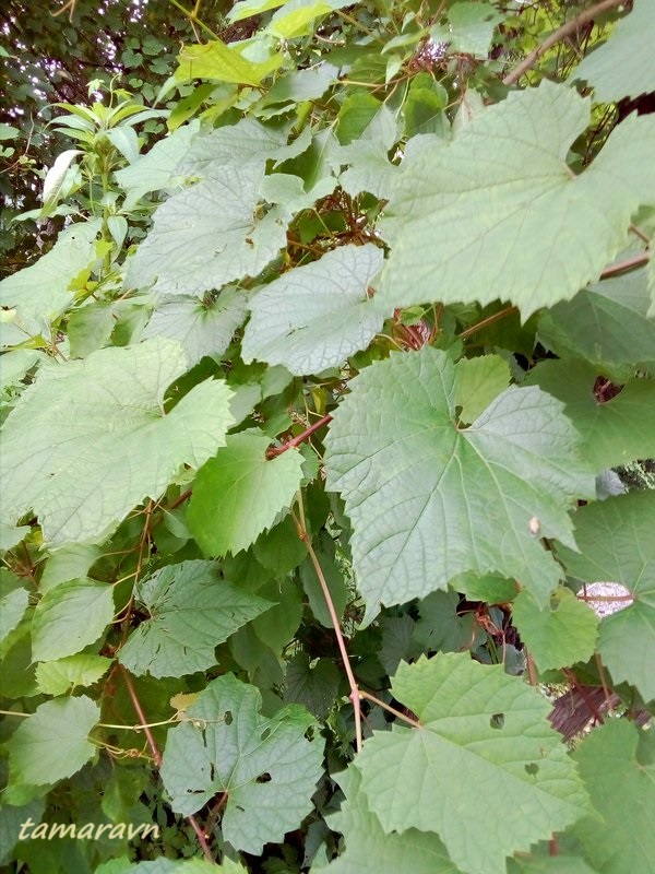 Виноград амурский (Vitis amurensis)