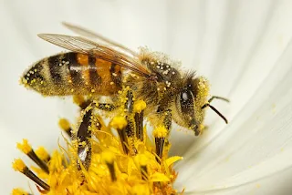 Bees are great pollinators!