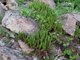 Shasta Fern on Serpentine Soil