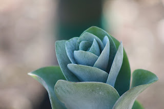 Kalanchoe Vivero Growers Nursery Austin