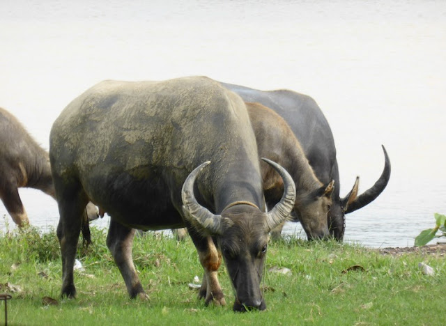 Búfalos de agua en Hué