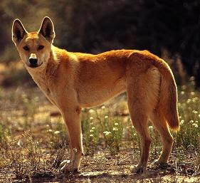 Cainele Dingo