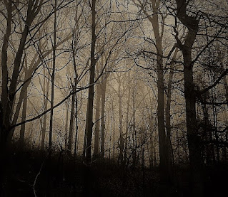 Blair_Witch_woods_1999