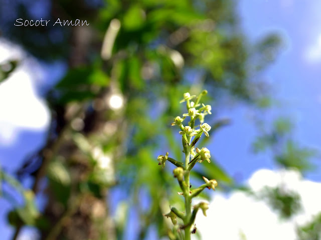 Platanthera ussuriensis