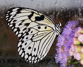 Tree Nymph, Idea leucona.  Wisley Gardens, Butterflies in the Glasshouse, 10 February 2015.