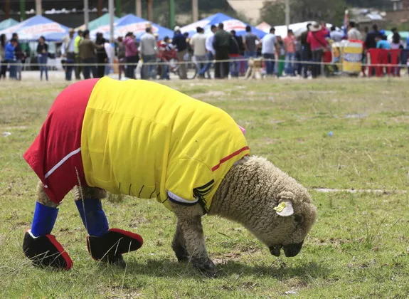 What if there's World Cup for sheep?