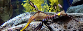 Weedy Sea Dragon at Georgia Aquarium