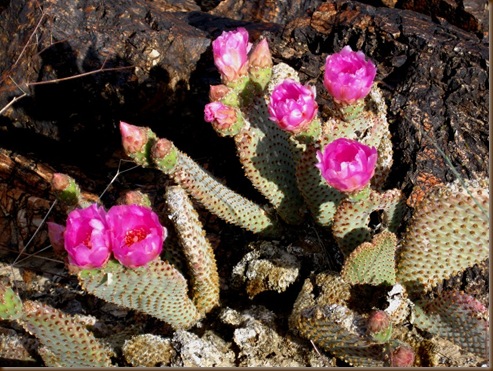 Beavertail blossoms2