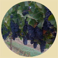 2009 Pinot Noir grapes from D and L Carinalli Vineyards