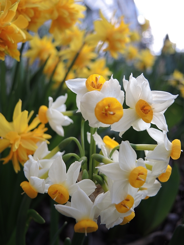 In mijn tuintje: meer lenteblommen!