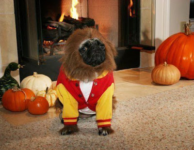 Crazy Halloween Costume for Dog Seen On www.coolpicturegallery.us