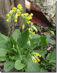 cowslips