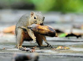 funny animals of the week, squirrel and banana