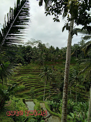 tegallalang rice terrace bali