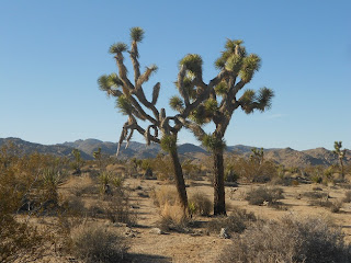 joshua trees