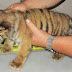 Penyelundupan anak harimau bengal
