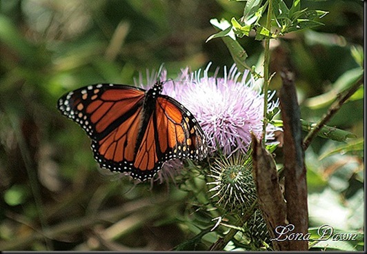 CC_Monarch_Thistle_thumb[5]