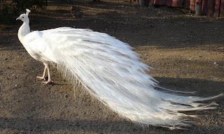 White Peacock Wallpapers