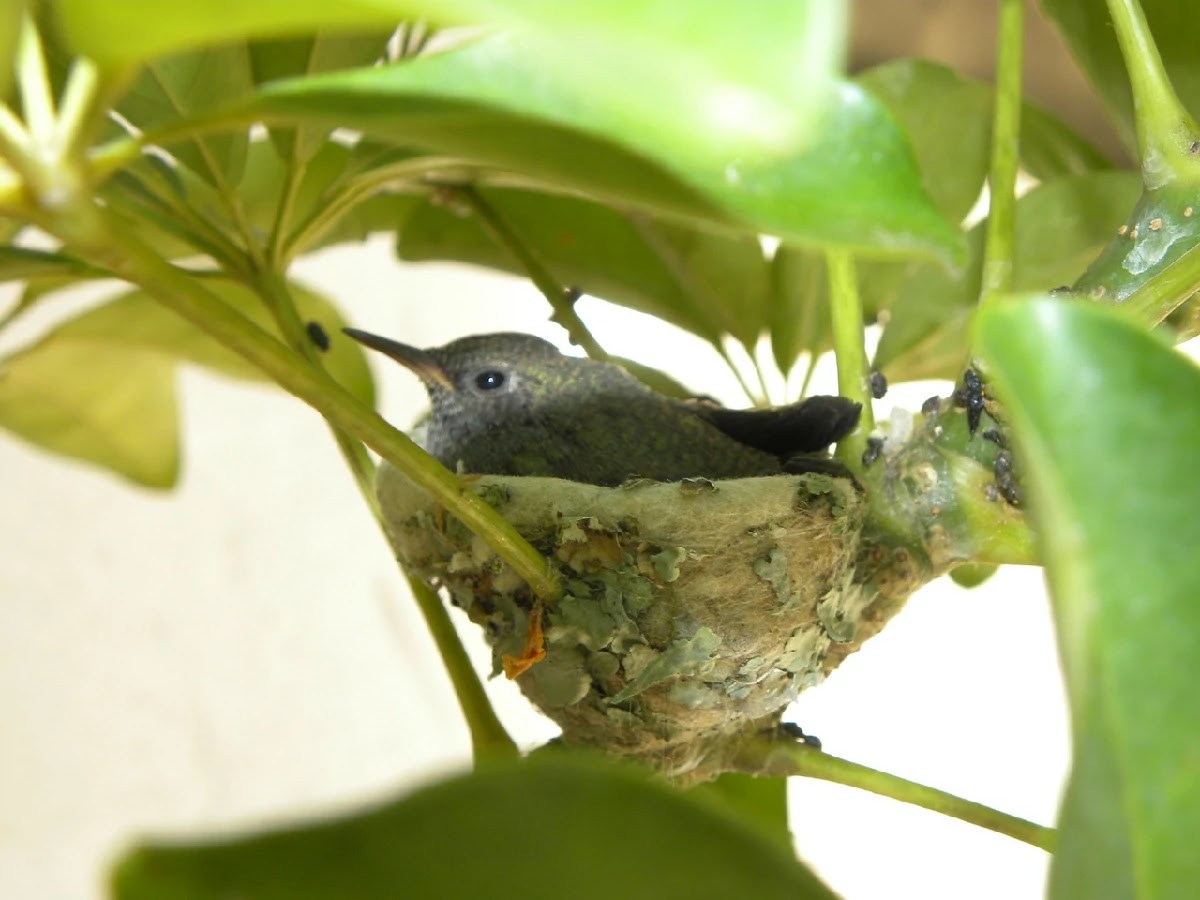 The Ingenious Nest Of A Humming Bird