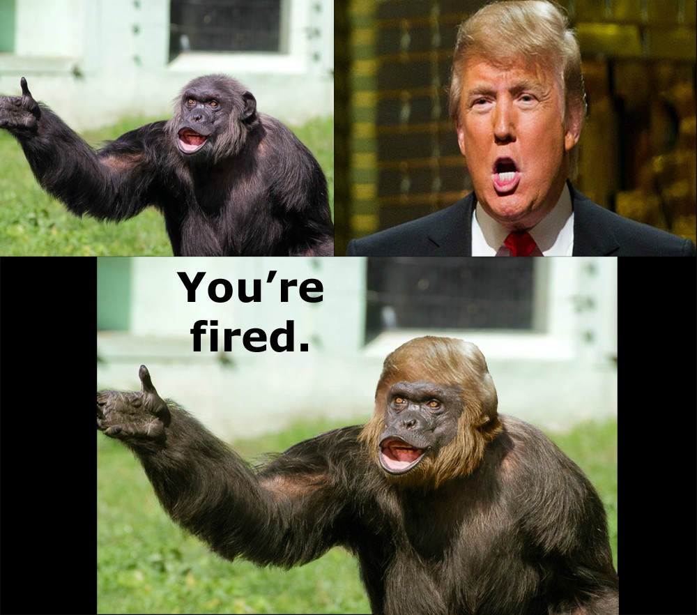 JimmyFunguscom More Monkey Memes