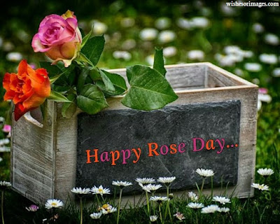 HD Pictures of Rose Day