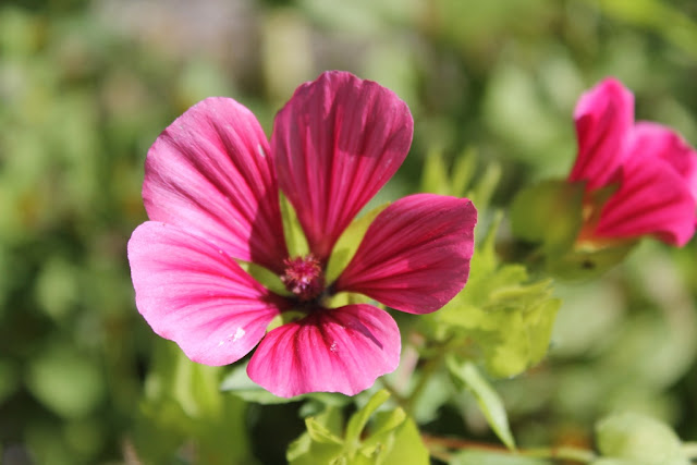 One of the flowers in our garden