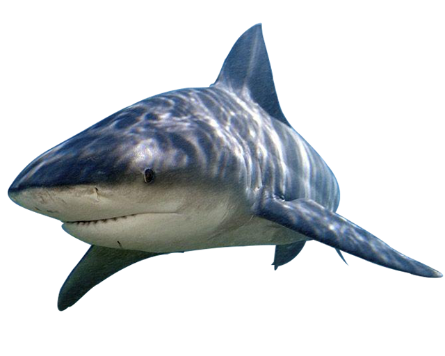 Shark Transparent PNG