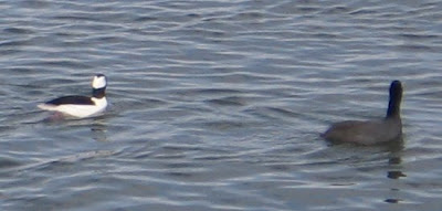 Bufflehead and scaup