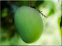 mango - la mangue - Mangifera indica