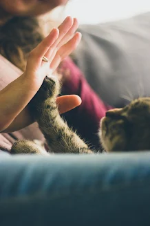 Secretly Understanding Your Cat's Communication