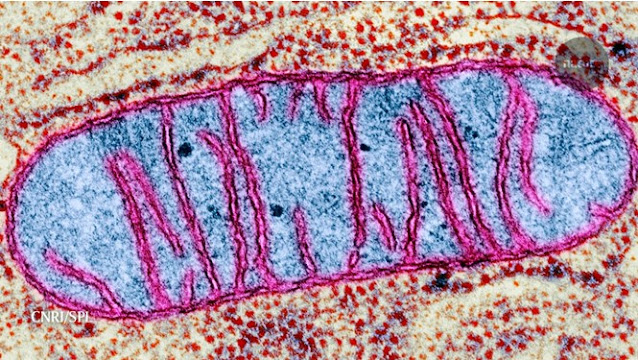 Gambar Organel Mitokondria Diamati Pada Mikroskop