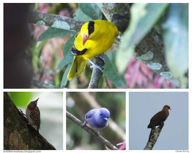 birwatching in minahasa