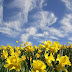 Spring at last! ...