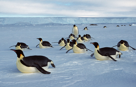 baby penguins pictures