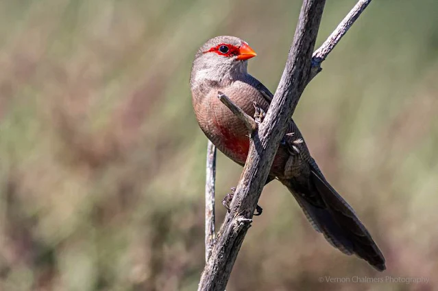 Common Waxbill - Perched Bird Photography - Table Bay Nature Reserve
