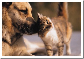 cachorro_e_gato