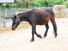 Kinderbauernhof im Center Parcs Bostalsee Pony