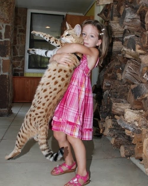 Land of Pics: The Savannah cat - World's longest Cat