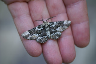 Phaeoura quernaria - Nacophora quernaria