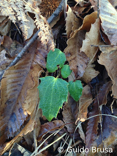 Berberis bealei